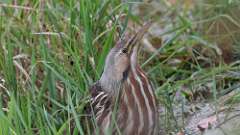 6: American Bittern 0C3_0033