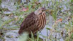 7: American Bittern 0C3_0066