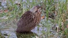 8: American Bittern 0C3_0123