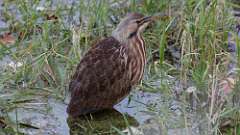 9: American Bittern 0C3_0142