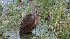 10: American Bittern 0C3_0171