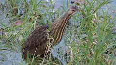 11: American Bittern 0C3_0192