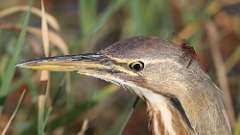 2: American Bittern dragonfly 0C3_0013