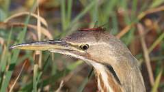 3: American Bittern dragonfly 0C3_0031