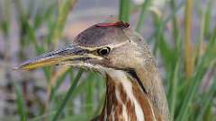 12: American Bittern dragonfly 0C3_0040