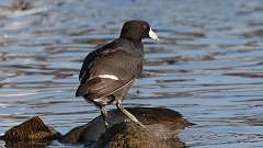 4: American Coot 0C3_0352