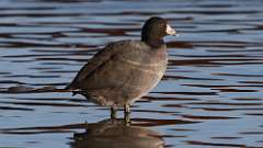 5: American Coot 0C3_0392