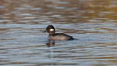 8: Bufflehead 0C3_0190