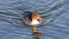 9: Common Merganser 0C3_0043