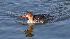 10: Common Merganser 0C3_0052