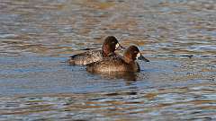 11: Greater Scaup 0C3_0100