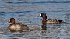 12: Greater Scaup 0C3_0106