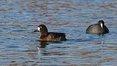 13: Greater Scaup 0C3_0130