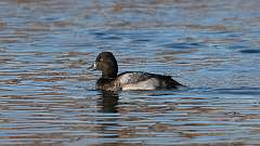 6: Greater Scaup 0C3_0133