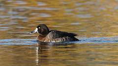 7: Greater Scaup 0C3_0160