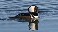 1: Hooded Merganser 0C3_0438