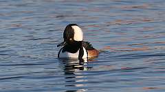 2: Hooded Merganser 0C3_0472