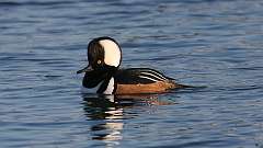 3: Hooded Merganser 0C3_0487