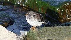 1: Purple Sandpiper 0C3_0208