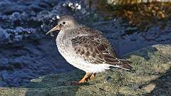 2: Purple Sandpiper 0C3_0344