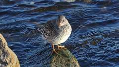 3: Purple Sandpiper 0C3_0599