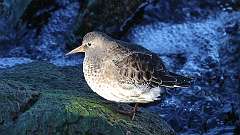 4: Purple Sandpiper 0C3_0641