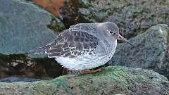 5: Purple Sandpiper 0C3_0754