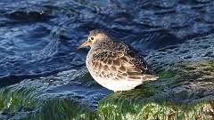 6: Purple Sandpiper 0C3_0821