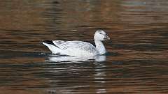 3: Snow Goose 0C3_0134