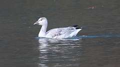 5: Snow Goose 0C3_0230