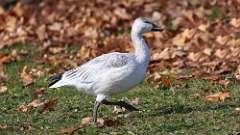 1: Snow Goose 0C3_0358