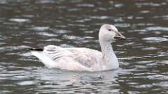 2: Snow Goose 0C3_0472