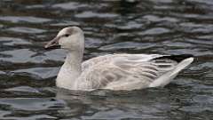 4: Snow Goose 0C3_0497