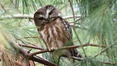 1: Northern Saw-whet Owl 0C3_0130