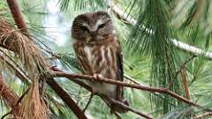 2: Northern Saw-whet Owl 0C3_0235