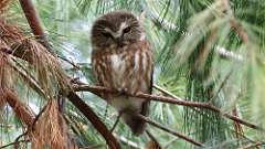 3: Northern Saw-whet Owl 0C3_0372