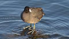 1: American Coot 0C3_0049