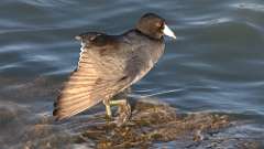 2: American Coot 0C3_0080