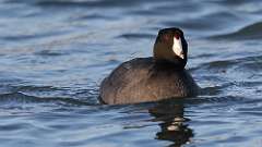 5: American Coot 0C3_0154