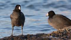 3: American Coot 0C3_0178