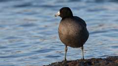 4: American Coot 0C3_0205