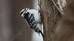 1: 2023-01-07-Downy Woodpecker 0C3_0043