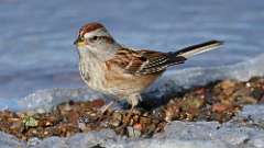 2: 2023-01-16-American Tree Sparrow 0C3_0015