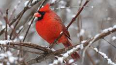 3: 2023-01-22-Northern Cardinal 0C3_0085