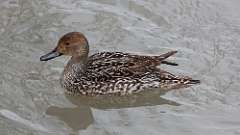 4: 2023-01-28-pintail-female-0C3_0003