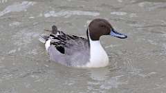 5: 2023-01-28-pintail-male-0C3_0069