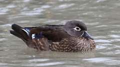 6: 2023-01-28-wood duck 0C3_0160