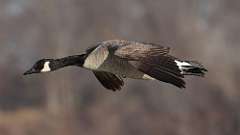 8: 2023-02-12-Canada Goose 0C3_0229