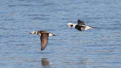 9: 2023-02-12-Long-tailed Ducks in flight 0C3_0382