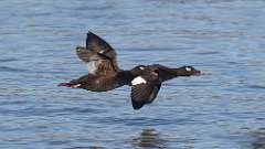 10: 2023-02-12-White-winged Scoters 0C3_0443